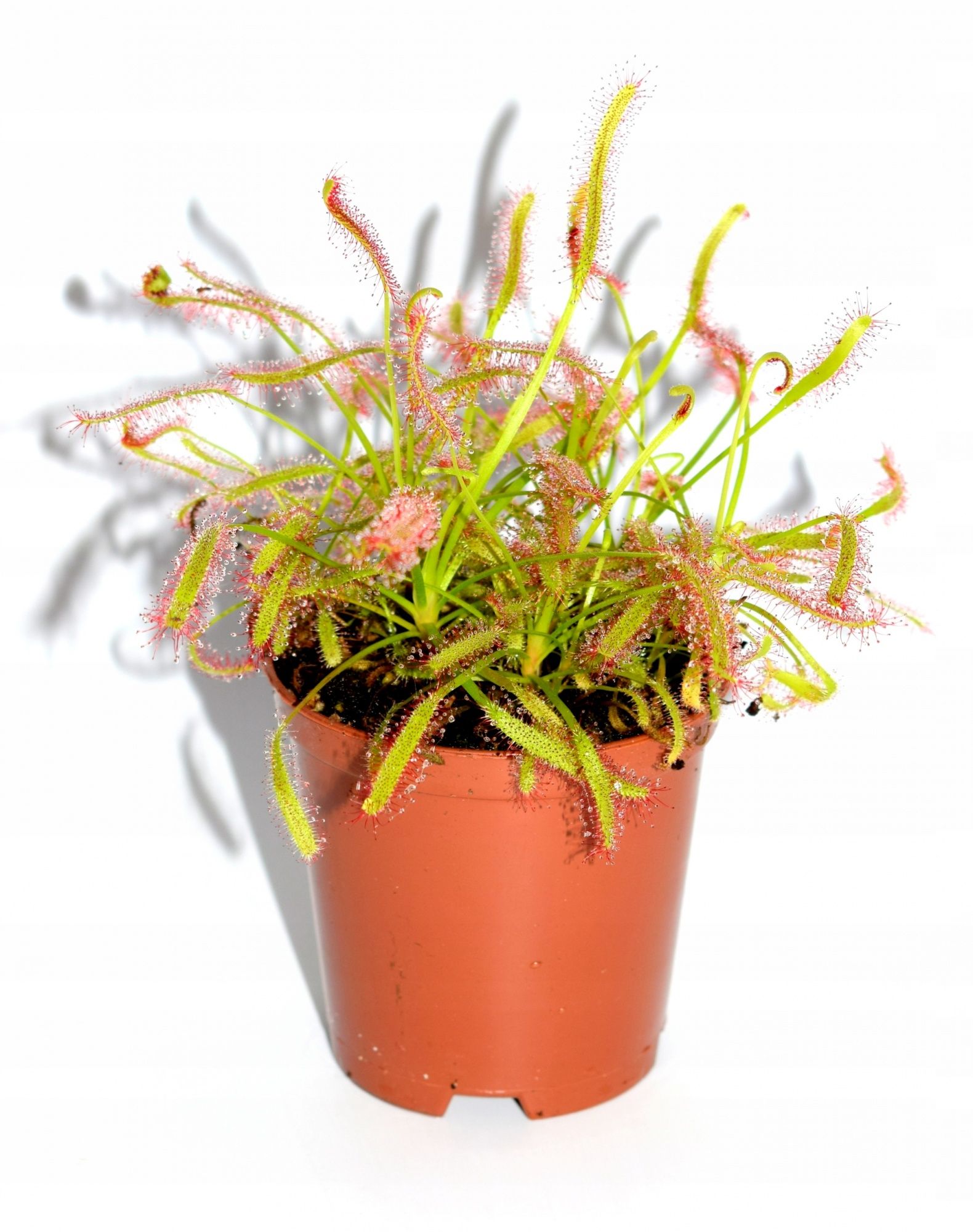 Росянка (Drosera) - информация об уходе